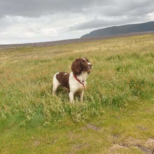 Scooby the proud VFR Motors Mascot